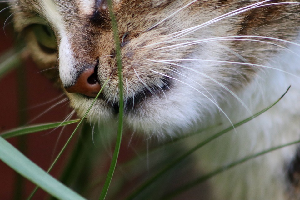 Domestic cat sniffing grass