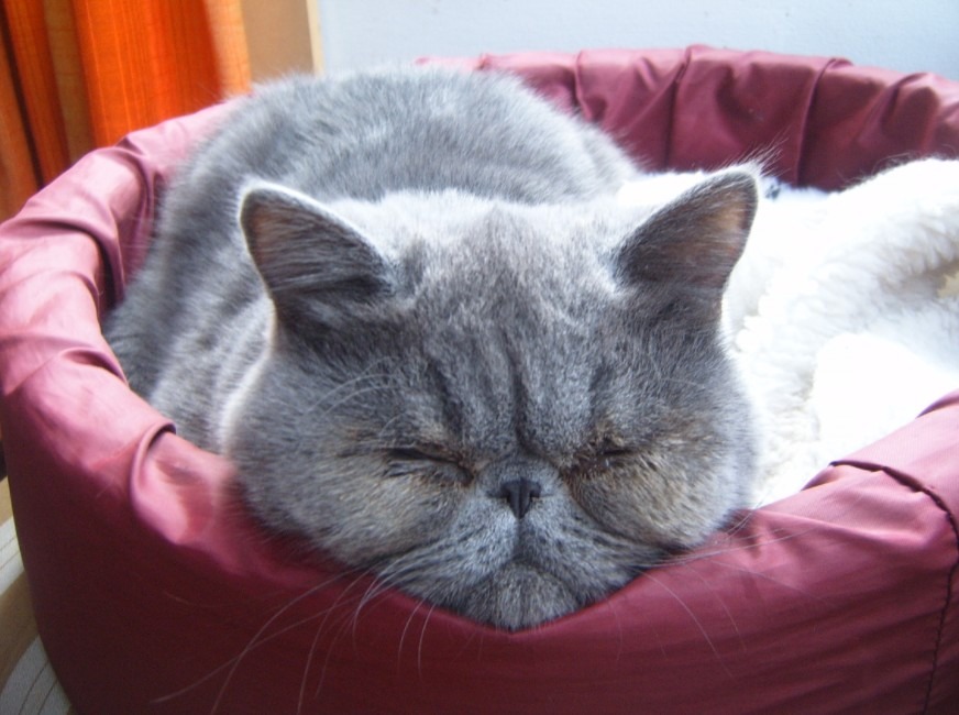 Exotic Shorthair cats are great alternatives for the high-maintenance Persian cat