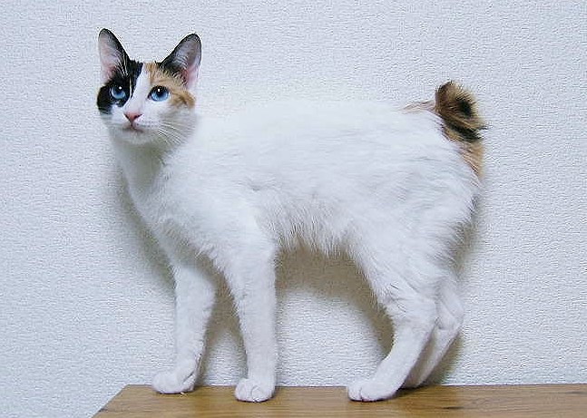 Japanese Bobtails were initially used for rodent population control, giving them their incredible hunting instincts
