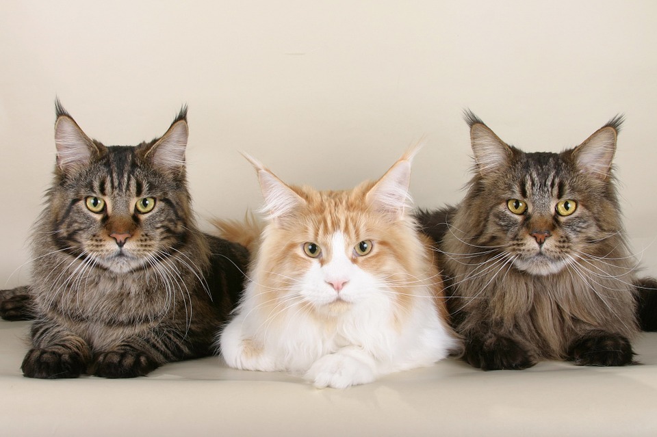 Maine Coon cats are one of the best breeds suited for apartment living
