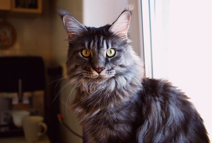 Maine Coon may be a gentle giant but is an excellent mouser