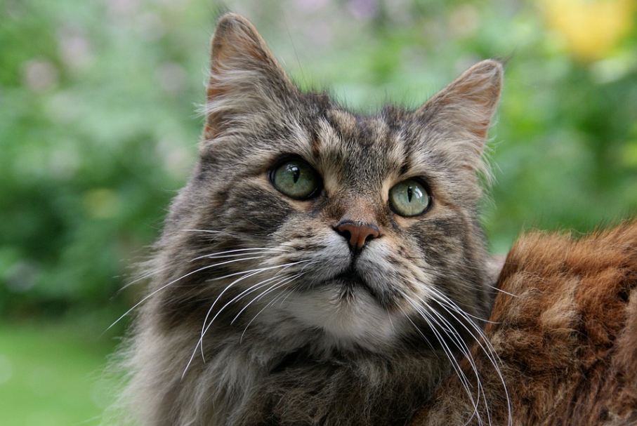 Maine Coons’ gentle personality makes them suitable for training and learning new tricks.