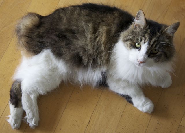 Manx cat evolved to be tough felines given their island ancestry