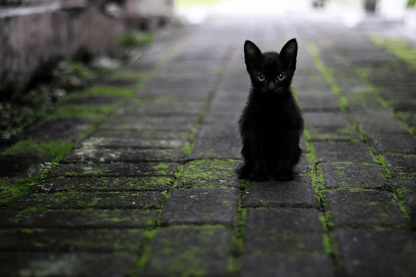Black Cat: Myths and Superstitions