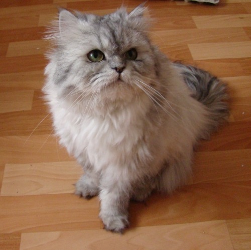 Persian cats can be your longtime exquisite pet as long as you’re willing to devote them some extra effort