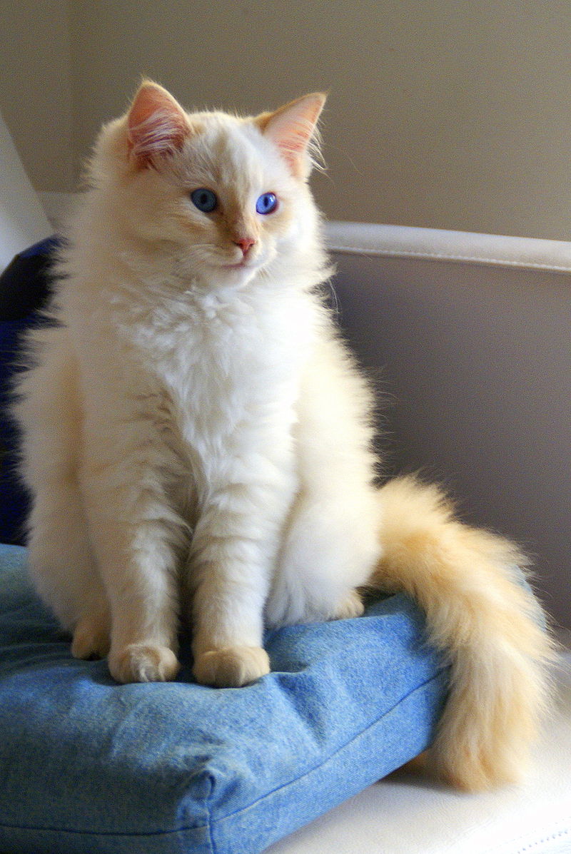 Ragdolls are plushy and affectionate companions that can bring life to apartment dwellers