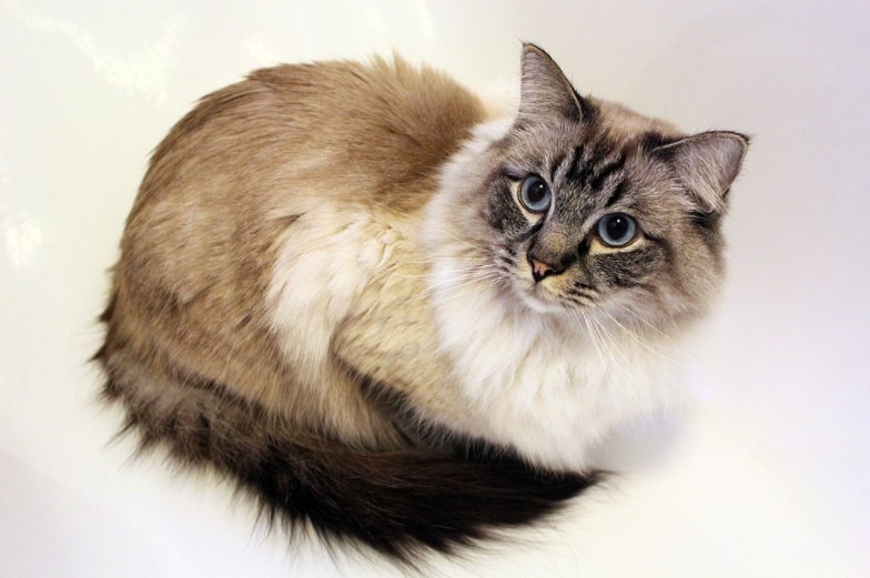 Ragdolls are the best option for first-time cat owners looking for a cuddly and loving feline companion