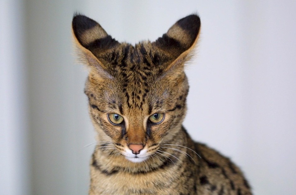 Savannah cats are smart cats with a humorous streak