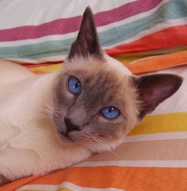 Siamese cat is perfect for first-time owners looking for a chatty housemate