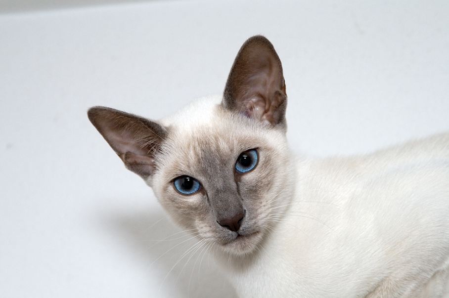 Siamese cats are people-pleaser and are happy to participate in training sessions.
