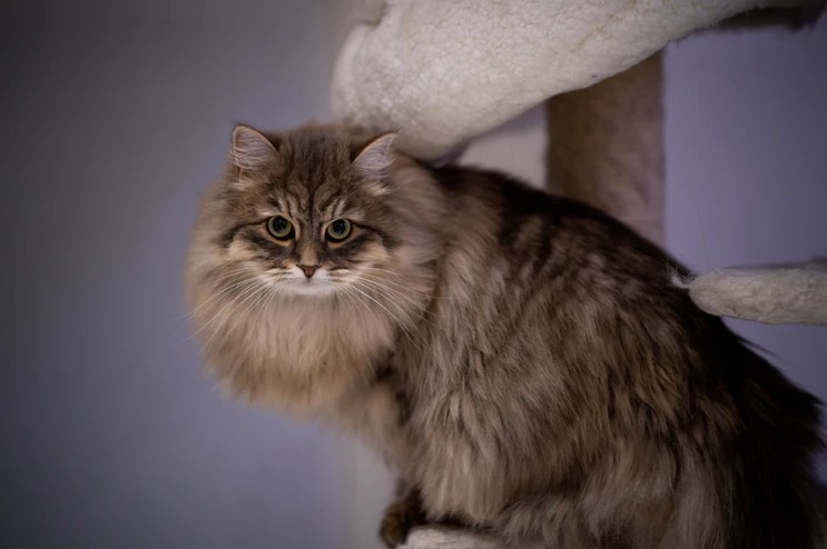 Siberian cats thrived in one of the harshest regions in the world, which made them tougher and gave them incredible hunting skills
