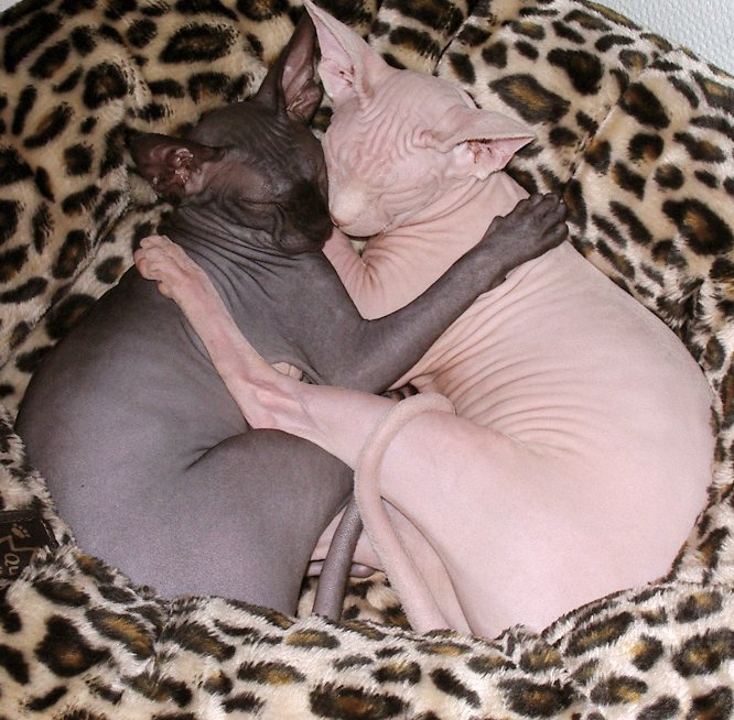 Sleeping black and white Sphynx cats