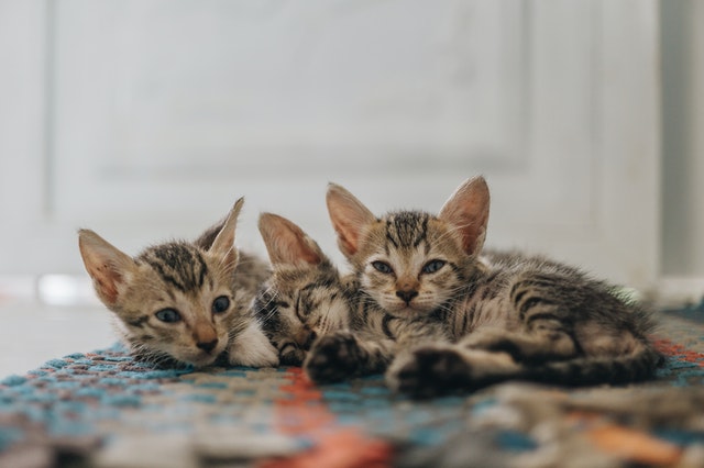 Sokoke kittens lying on the floor