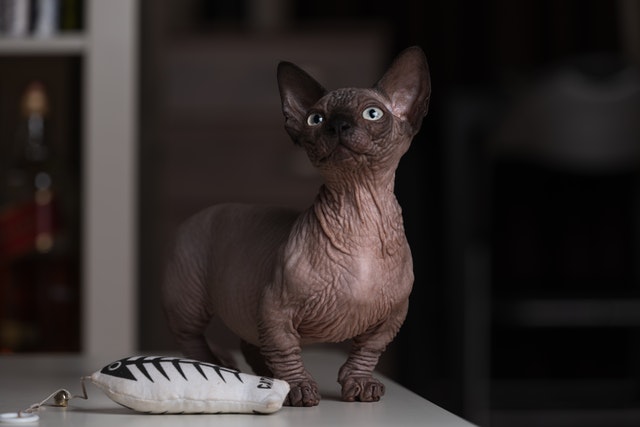 The Bambino cat with the Sphynx's coat and the Munchkin's short legs