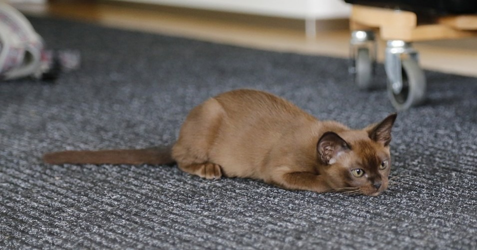 The Burmese cat is an ever-present and loyal cat that is perfect for first-time owners that can return its devotion