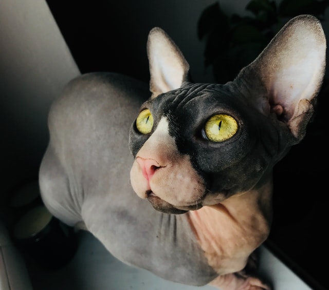 The Hairless Cat Breeds You Should Know About
