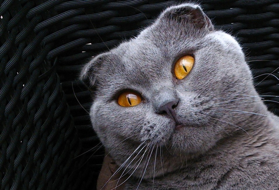 The Scottish Fold is ideal for first-time owners looking for a very loyal and affectionate breed