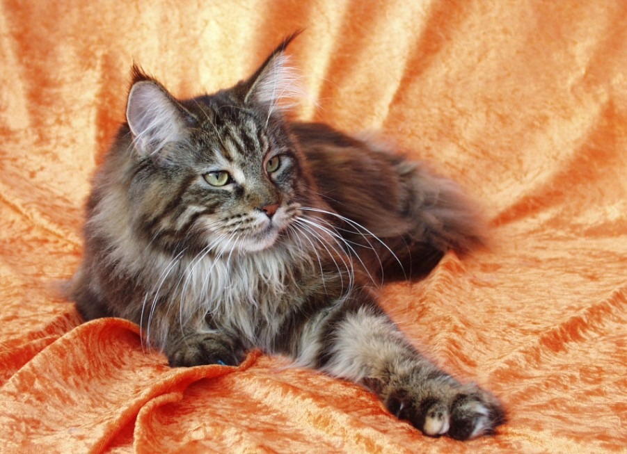 The "gentle giant" Maine Coon makes a great first feline pet