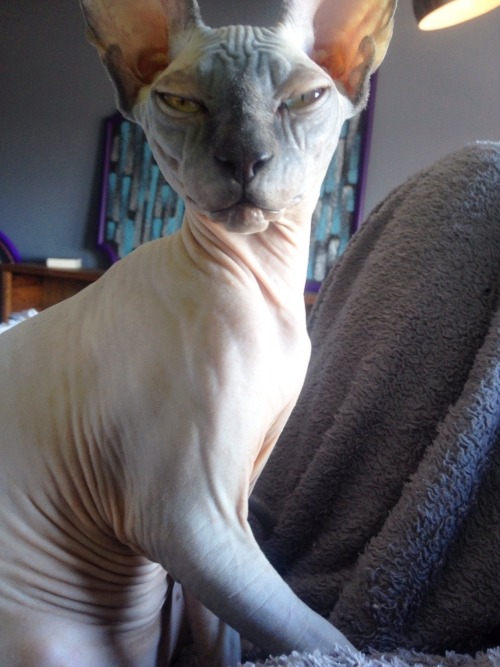 Though it may look fragile, the Sphynx cat is a unique and long-living cat breed