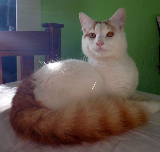 Turkish Van cats are smart cats that have a big heart for water.
