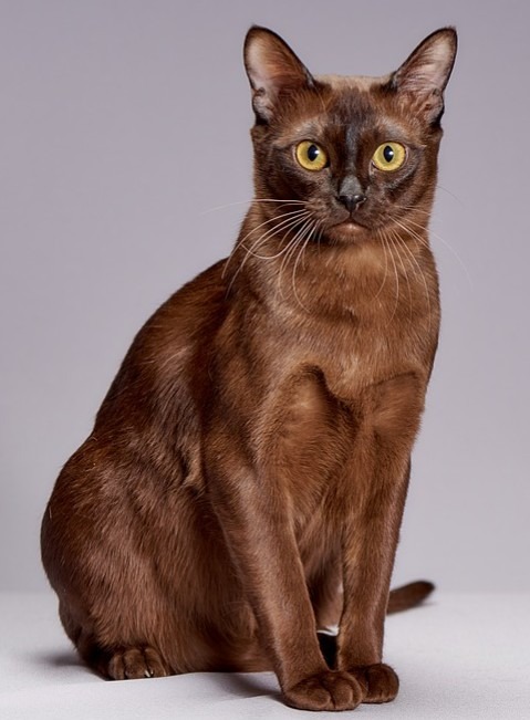 While known for their companionship, the Burmese cats also boasts impeccable hunting skills