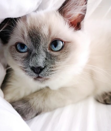While sophisticated and regal, Siamese cats turn out to be excellent mousers