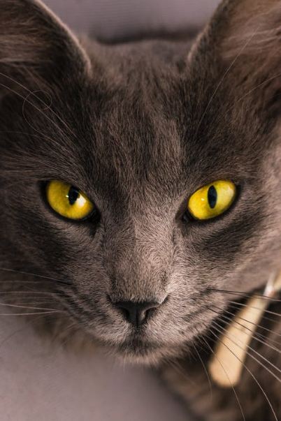black-cat-lying-on-gray-surface