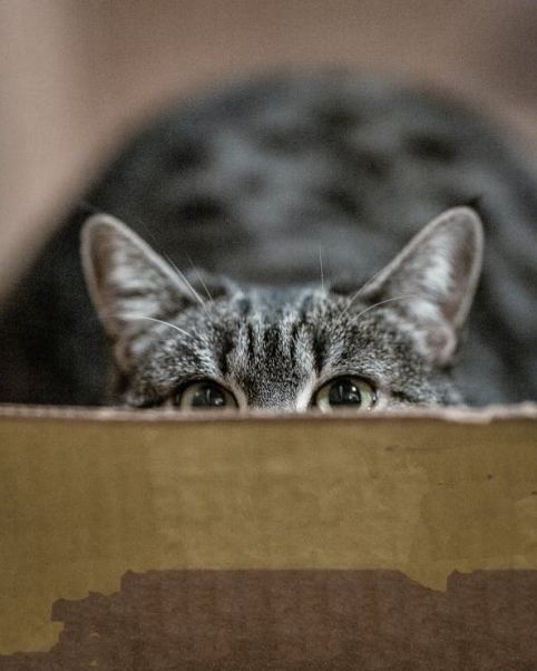 peeping-gray-cat