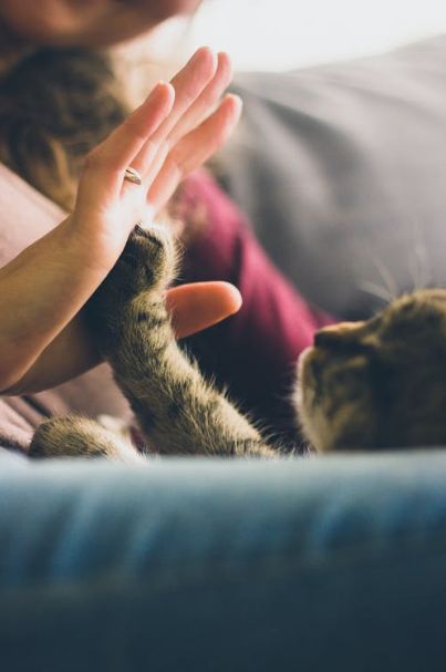 person-giving-high-five-to-grey-cat