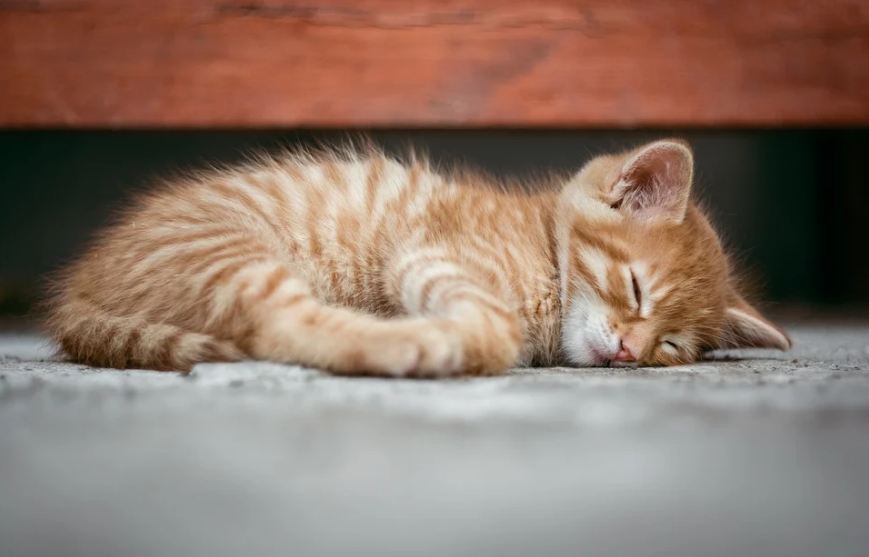 a kitten sleeping