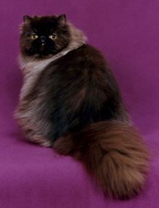 An adorable chocolate Persian cat