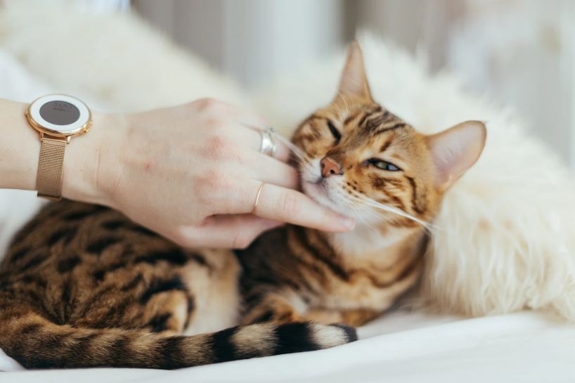 An image of a person petting a cat.