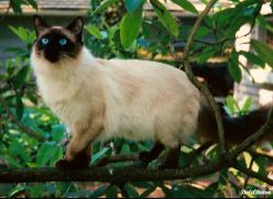 Balinese cats are long-haired versions of the Siamese