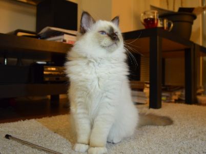 Birman are known for their immense love for human companionship