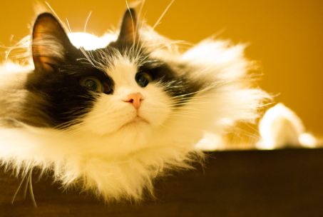 Ragamuffin are cuddly cats that trace their roots from the Ragdolls