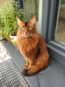 Somali cats are the long-haired version of the Abyssinian