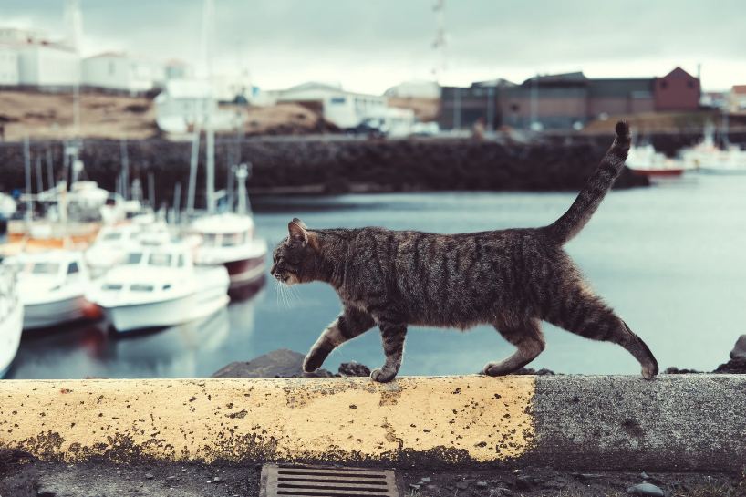 A cat walking along the edge of a wall with houses and boats in the background.
