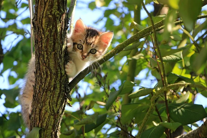 A kitten on a tree
