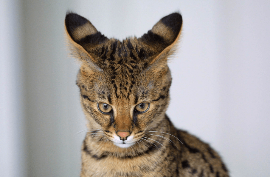 A close-up image of a 4-month-old Savannah cat.