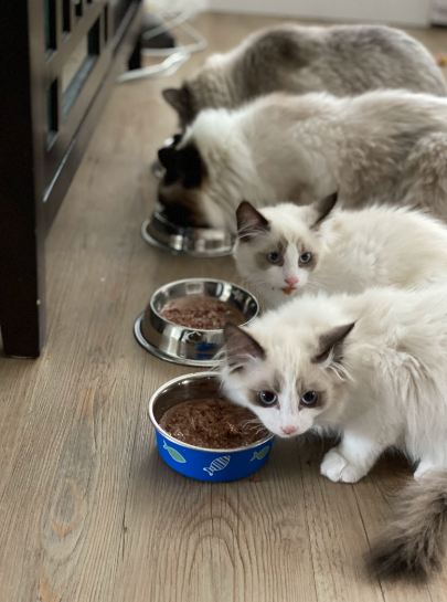 A picture of multiple cats, each eating from its own food bowl.