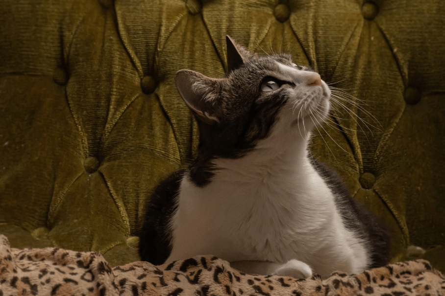 An image of a sitting cat gazing upward.