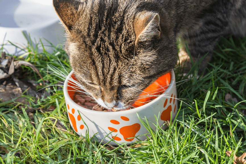 cat eating, food bowl, water bowl, cat food, grass