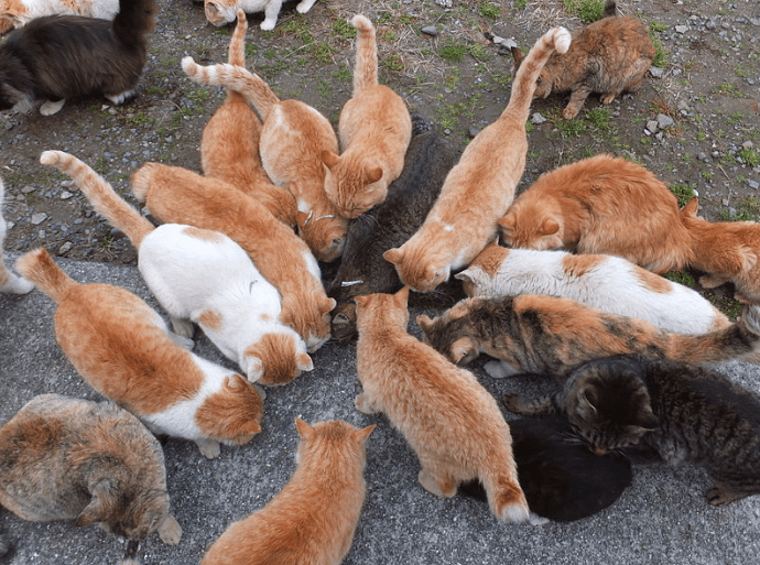 Cat population has drastically improved at The Ao Island