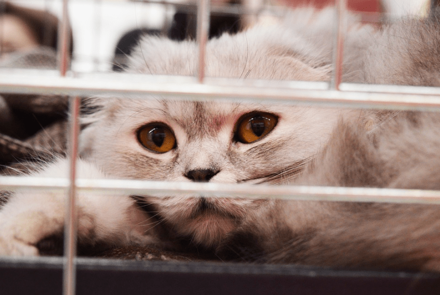 Many cats are being shunned in cages and abused. 