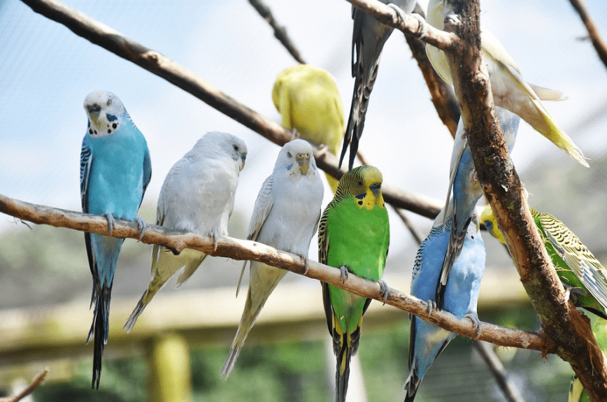 birds-parrots-animal-nature