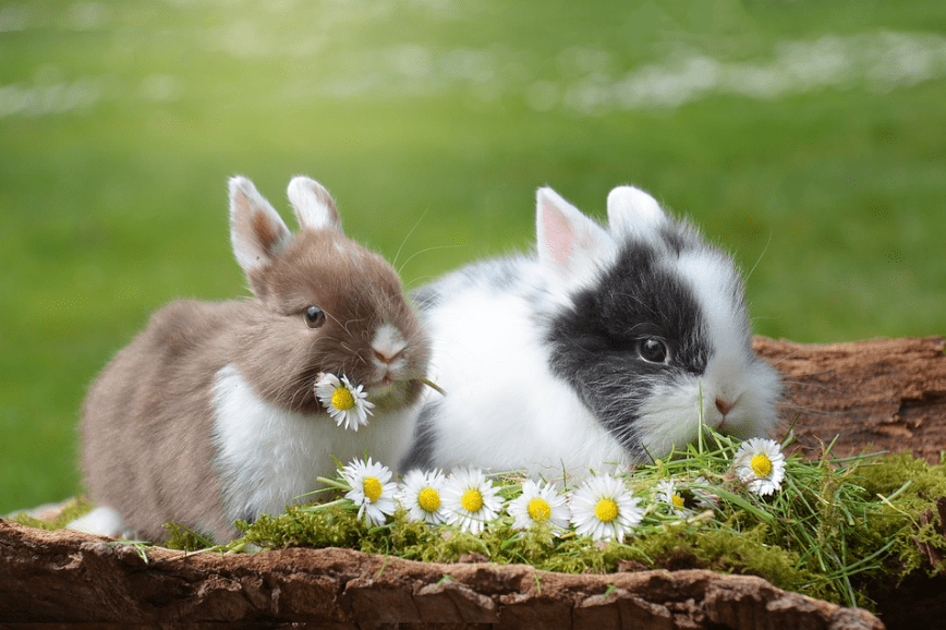 rabbit-easter-hare-mammal-nature