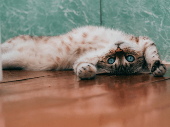 A cat lying down awkwardly