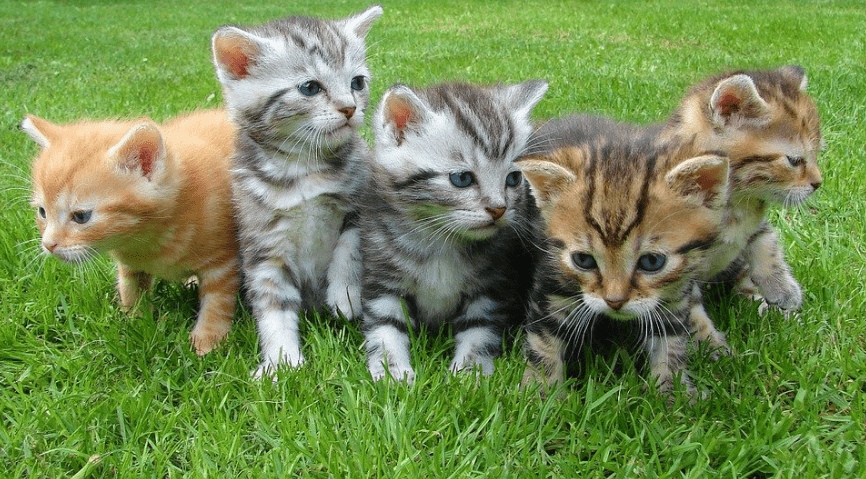 A group of kittens