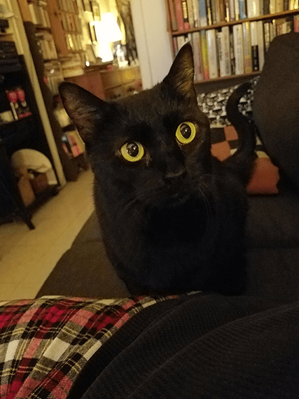 Black Bombay cat on a couch