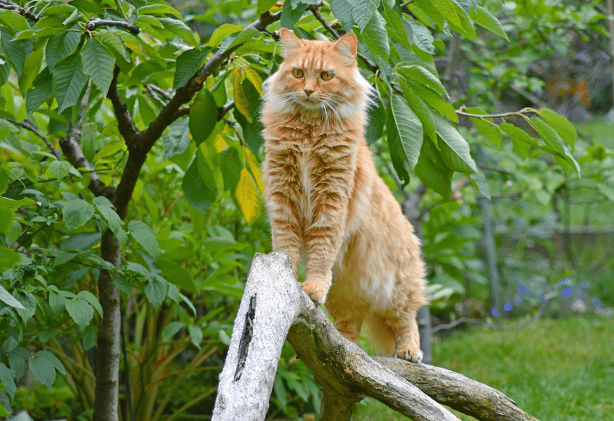 Maine Coon cat standing on a branch
